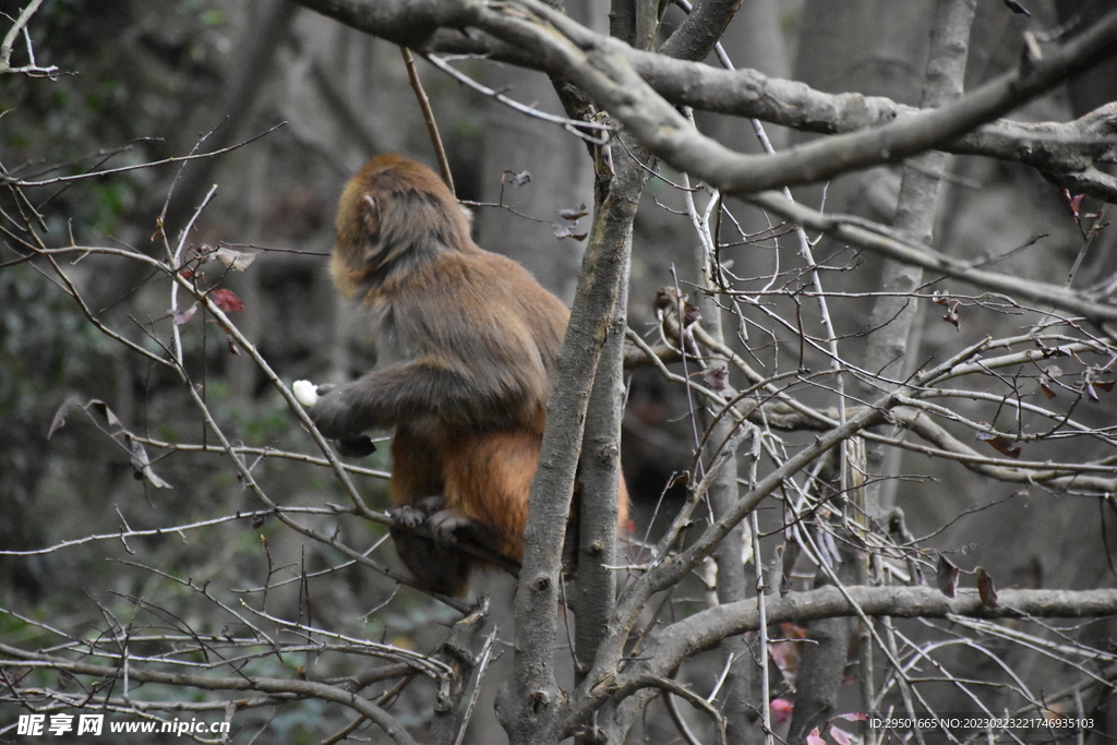 树枝上的猴子
