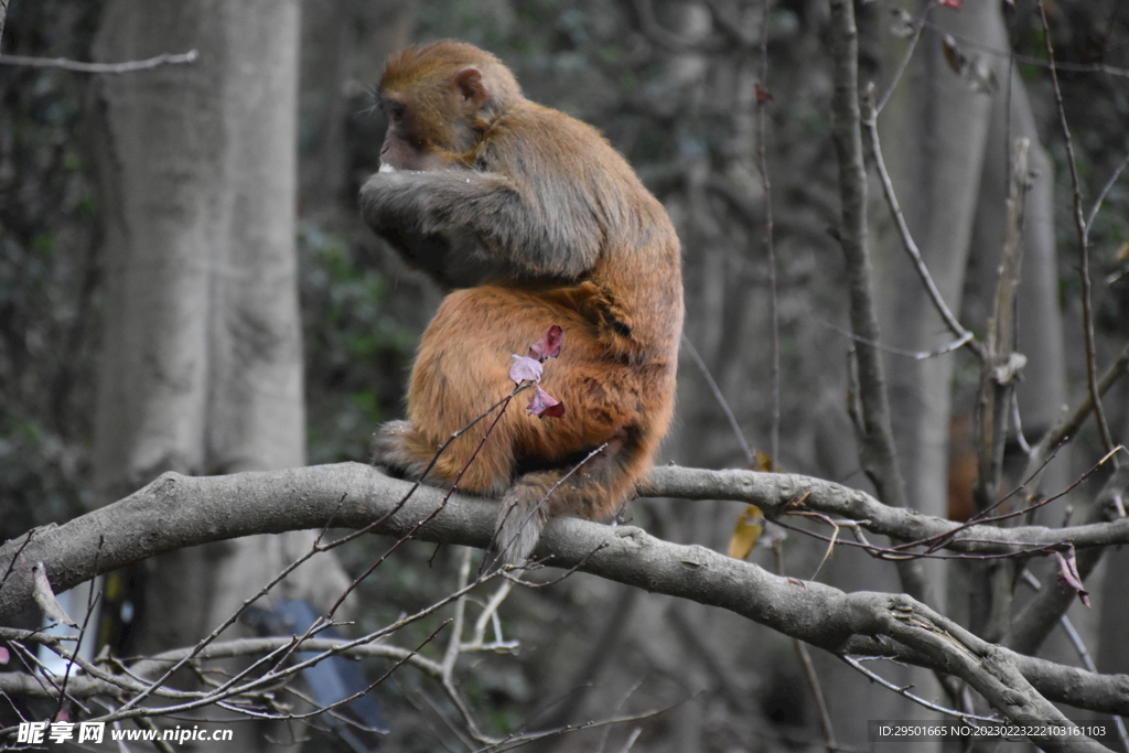 树枝上的猕猴