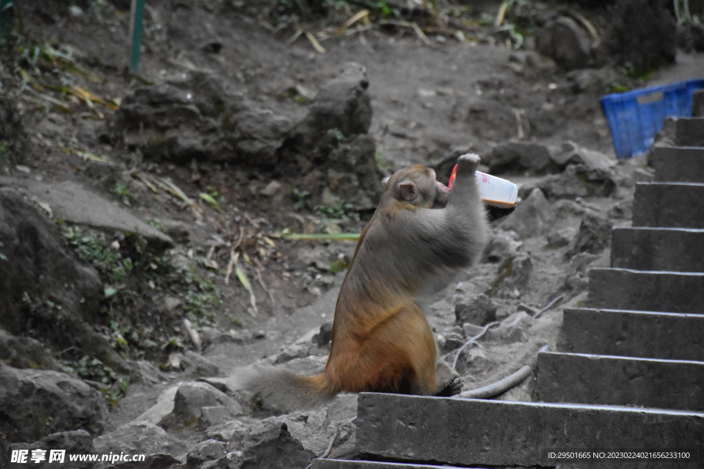 户外猴子