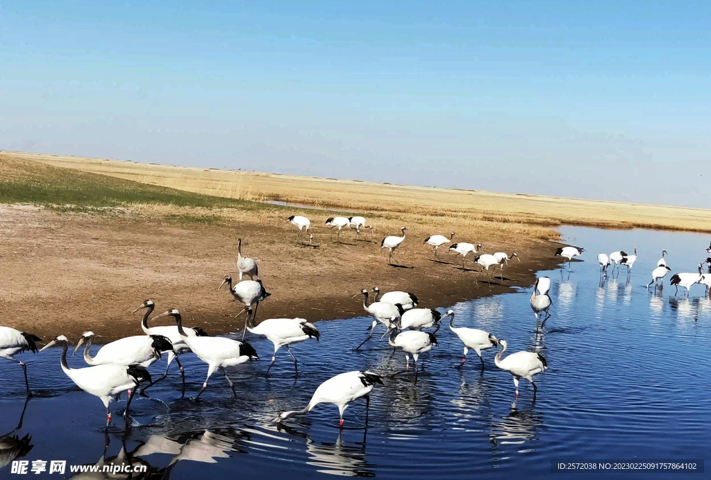黑龙江扎龙湿地公园