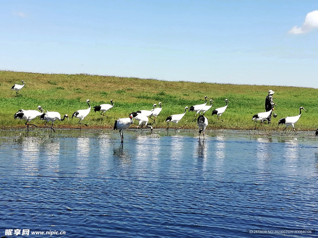 黑龙江扎龙湿地