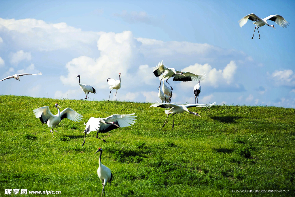 黑龙江扎龙湿地
