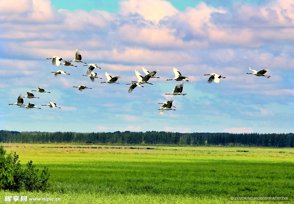 黑龙江扎龙湿地