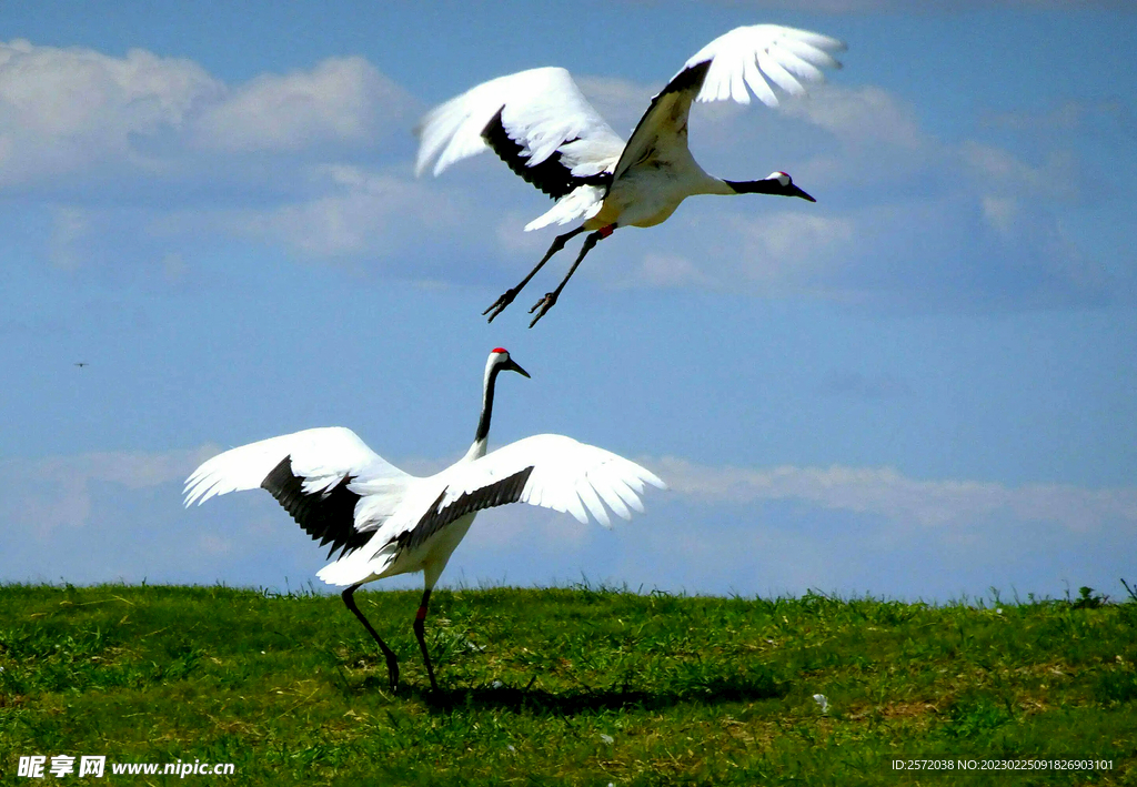 黑龙江扎龙湿地