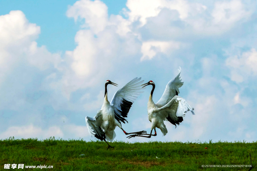 黑龙江扎龙湿地