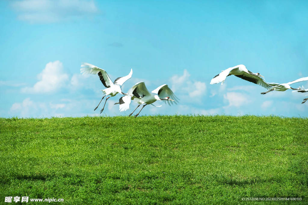 风景 扎龙湿地  丹顶鹤  白