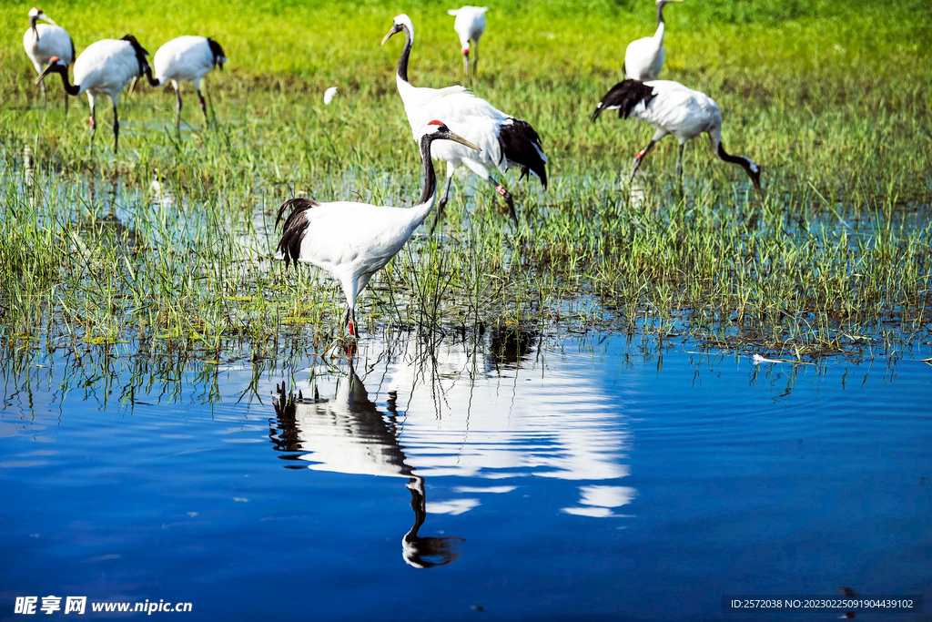 黑龙江扎龙湿地