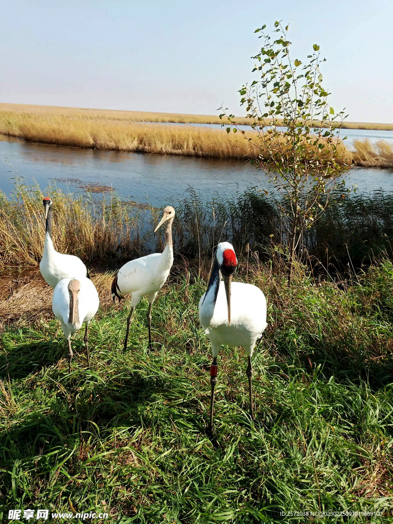 黑龙江扎龙湿地