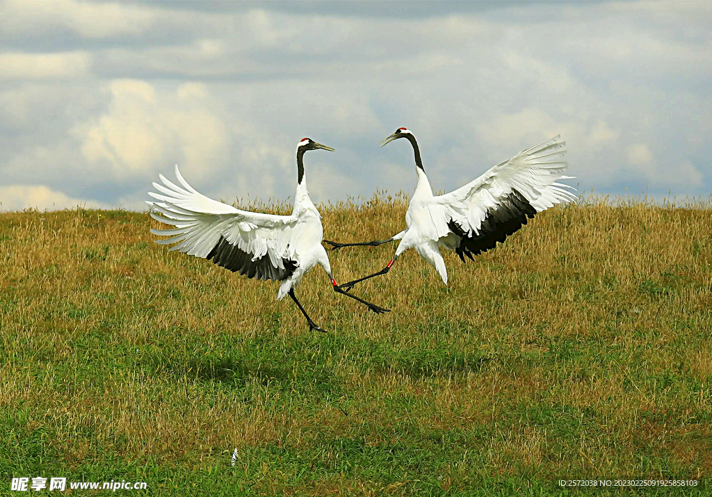 黑龙江扎龙湿地