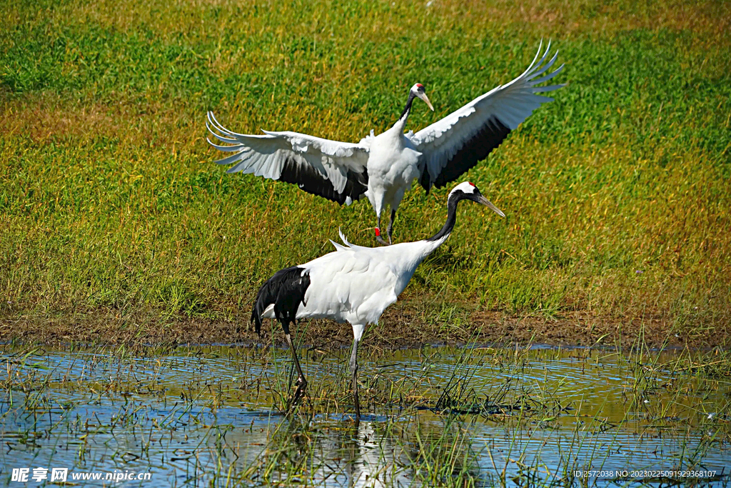 黑龙江扎龙湿地