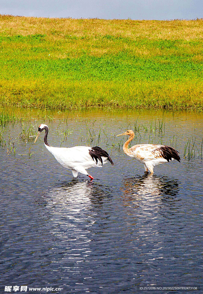 黑龙江扎龙湿地