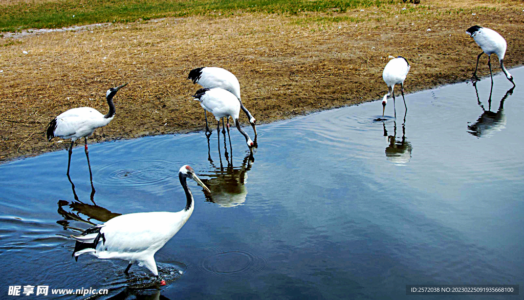 黑龙江扎龙湿地