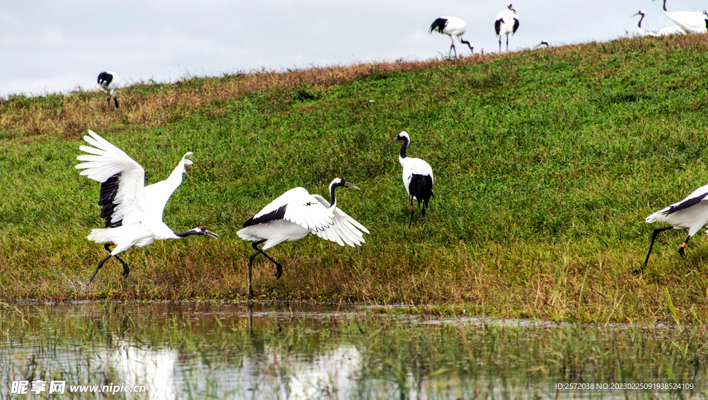黑龙江扎龙湿地