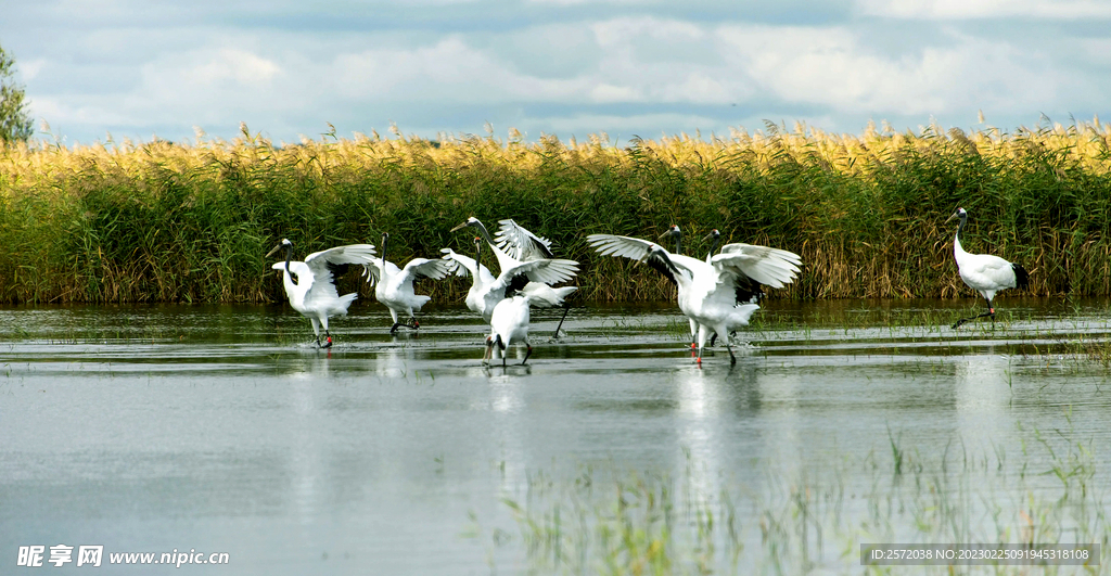 黑龙江扎龙湿地