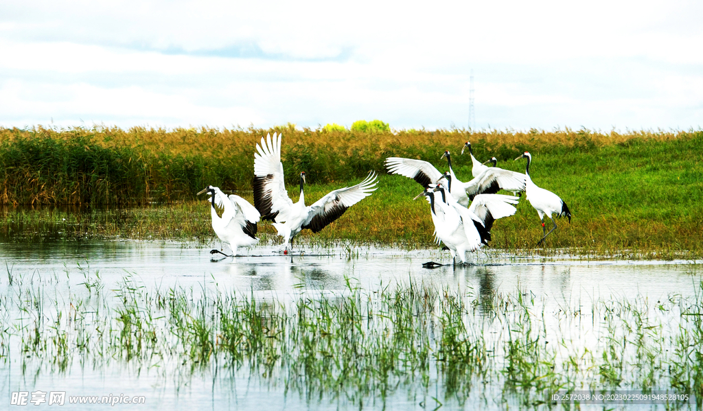 黑龙江扎龙湿地