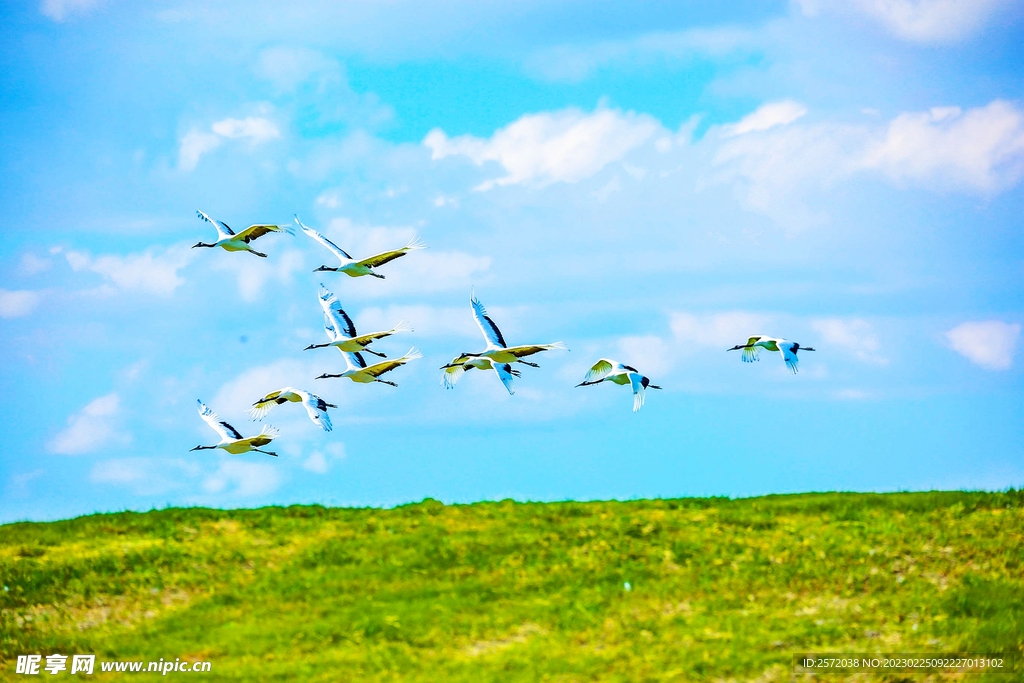 黑龙江扎龙湿地