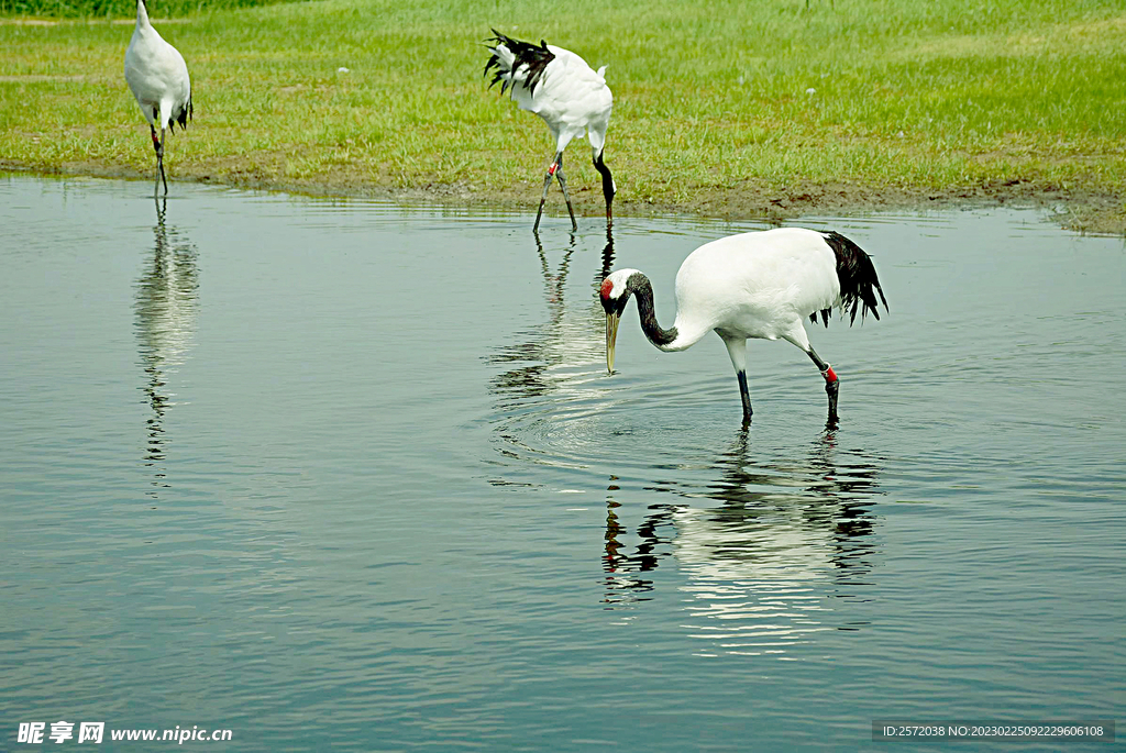 黑龙江扎龙湿地