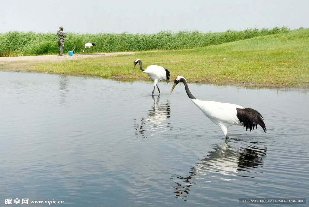 黑龙江扎龙湿地
