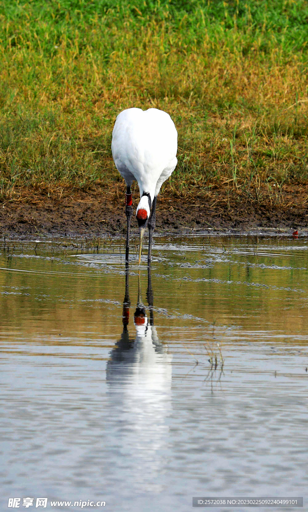 黑龙江扎龙湿地
