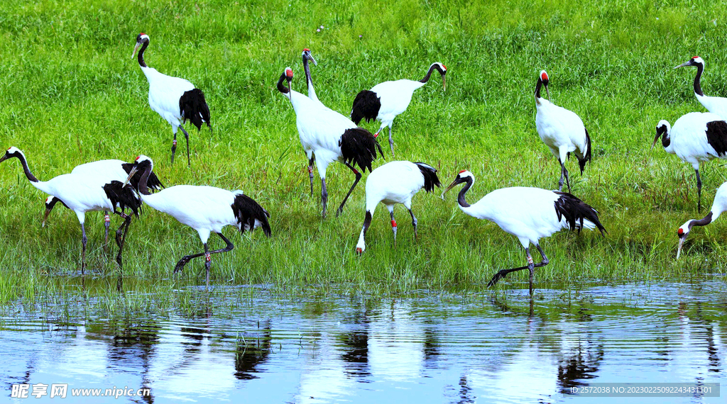 黑龙江扎龙湿地