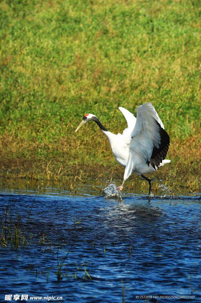 黑龙江扎龙湿地