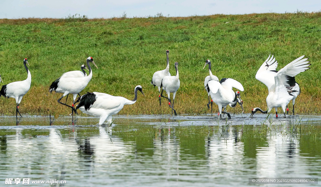 黑龙江扎龙湿地