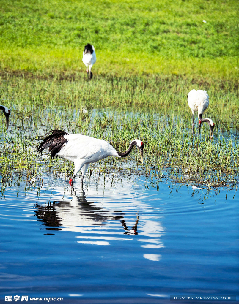 黑龙江扎龙湿地