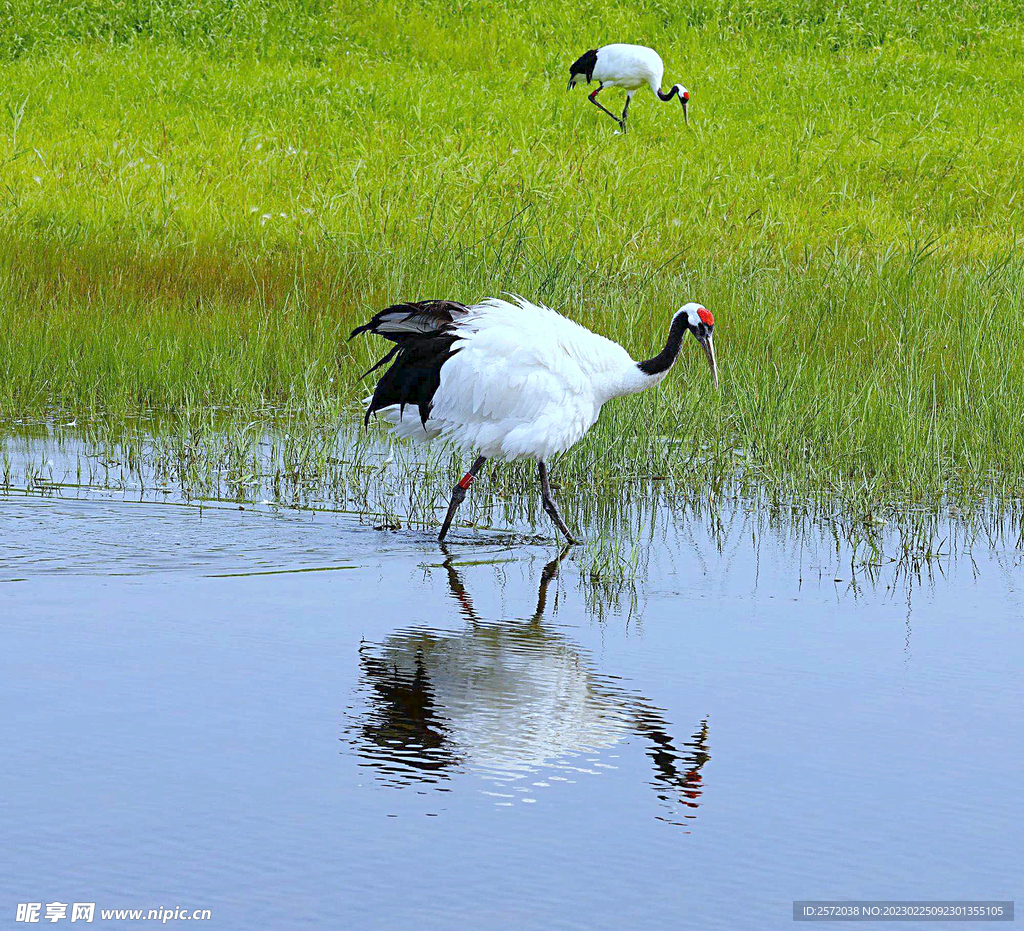 黑龙江扎龙湿地