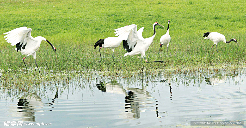 黑龙江扎龙湿地