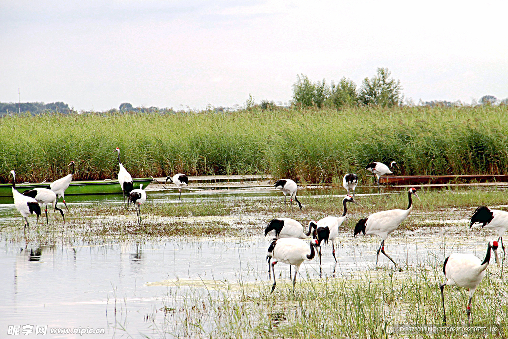 黑龙江扎龙湿地