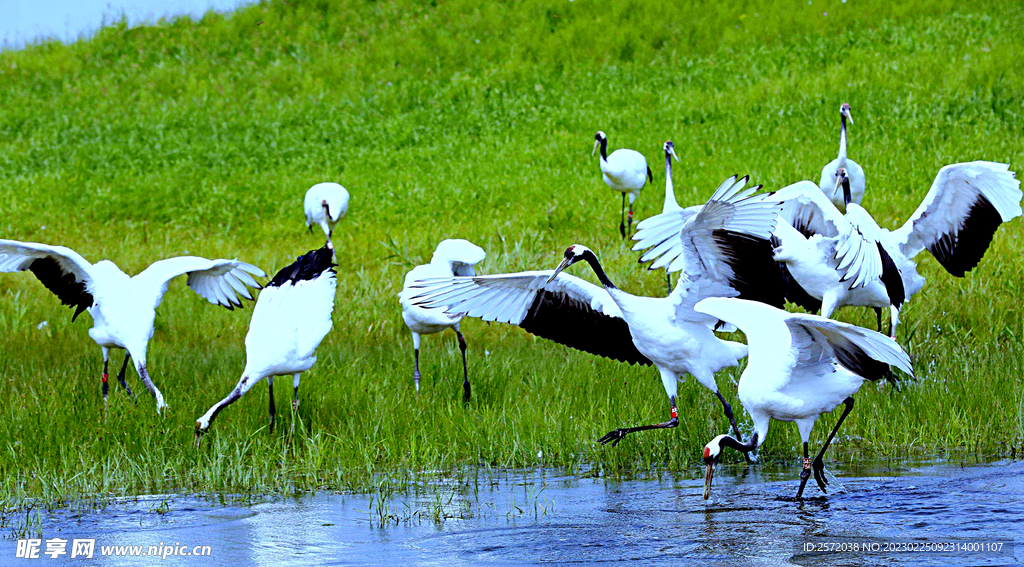 黑龙江扎龙湿地
