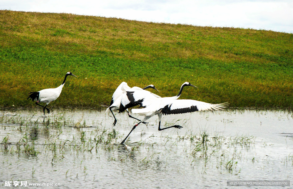 黑龙江扎龙湿地