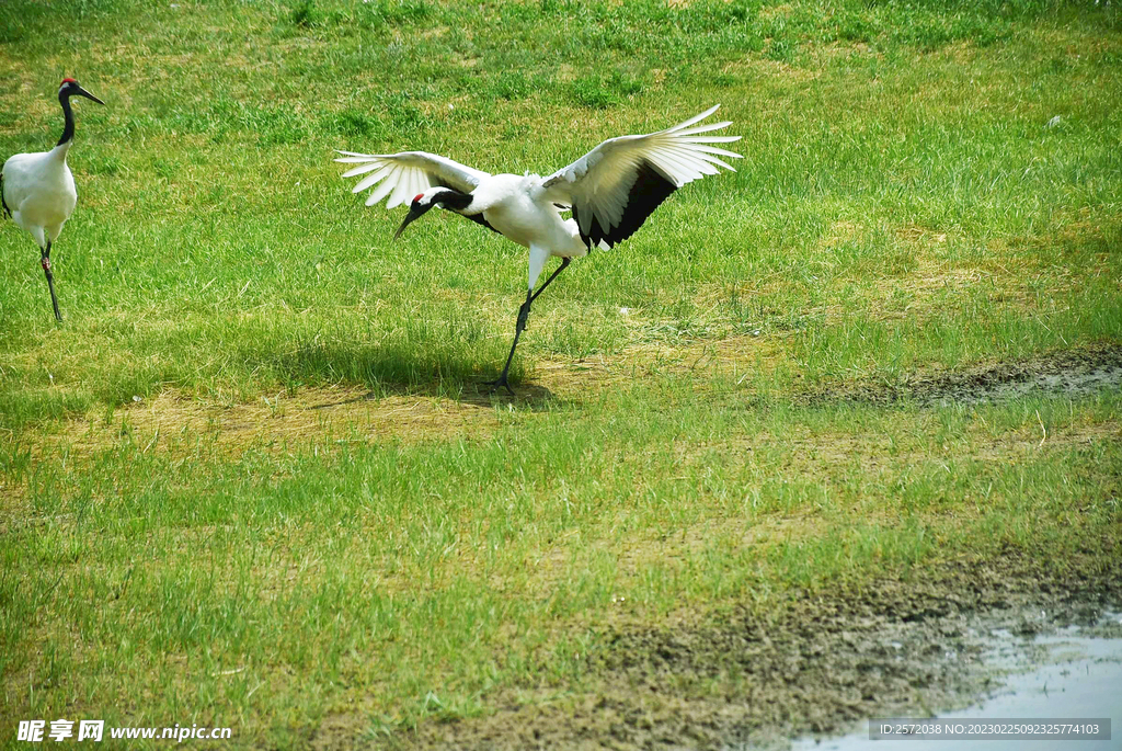 黑龙江扎龙湿地