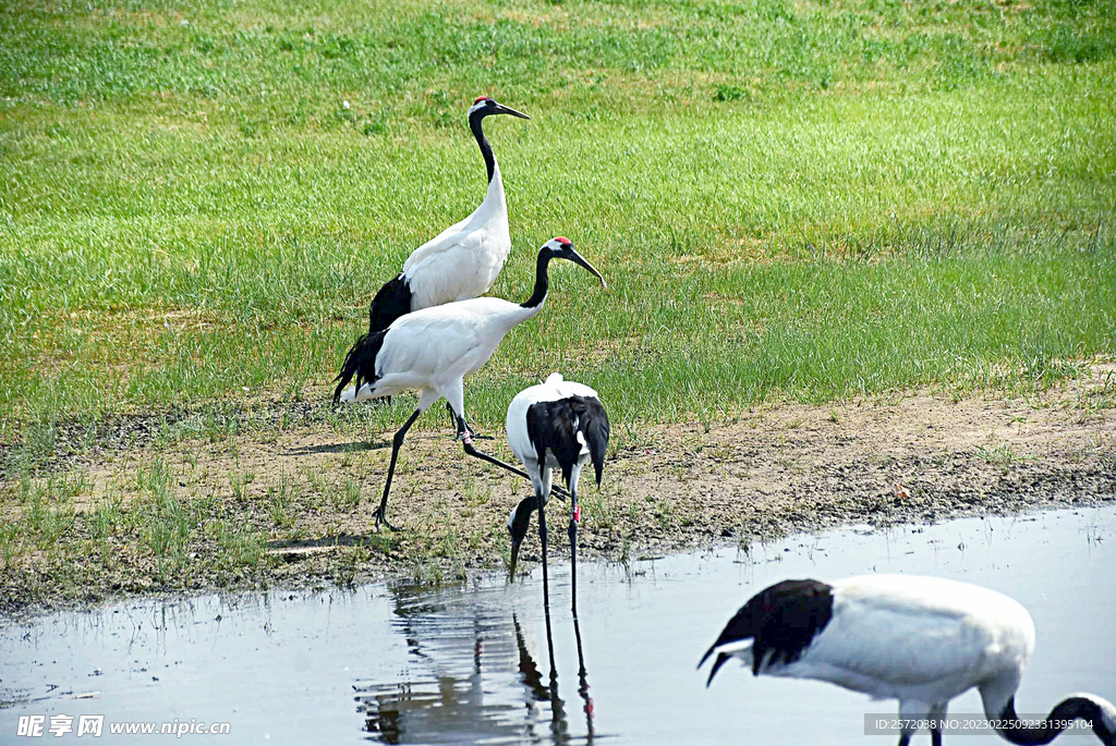黑龙江扎龙湿地