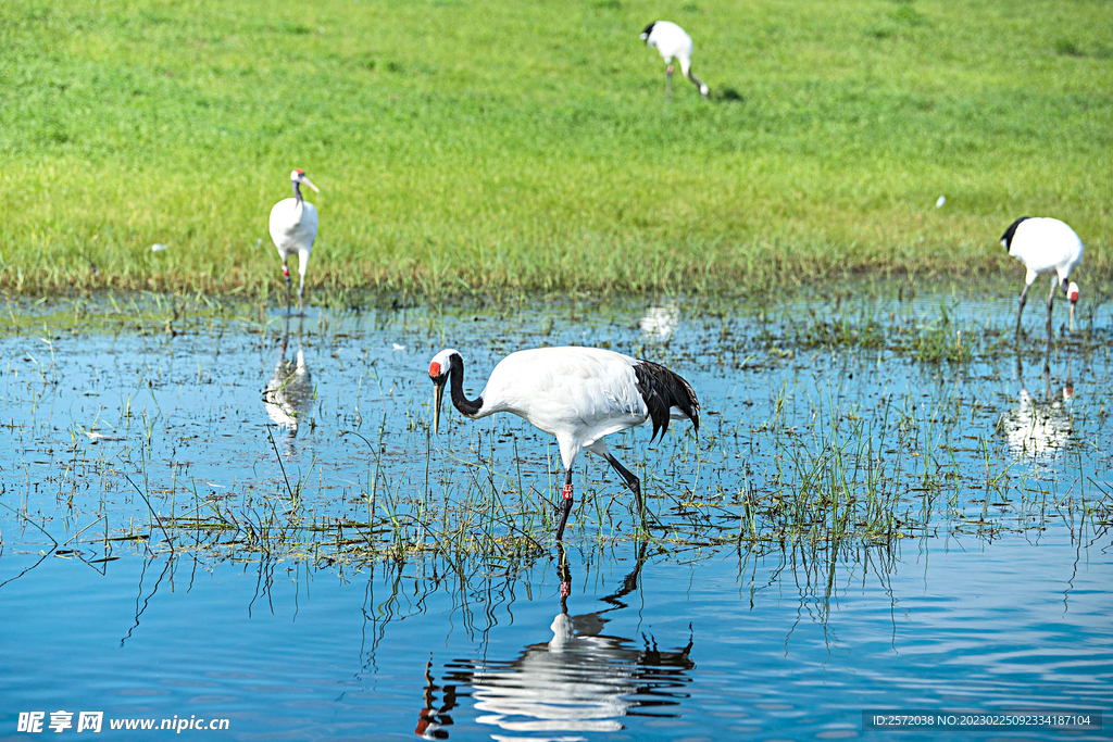 黑龙江扎龙湿地