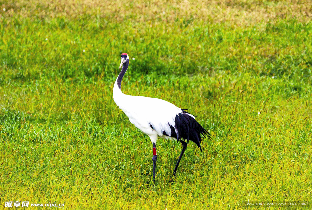 黑龙江扎龙湿地