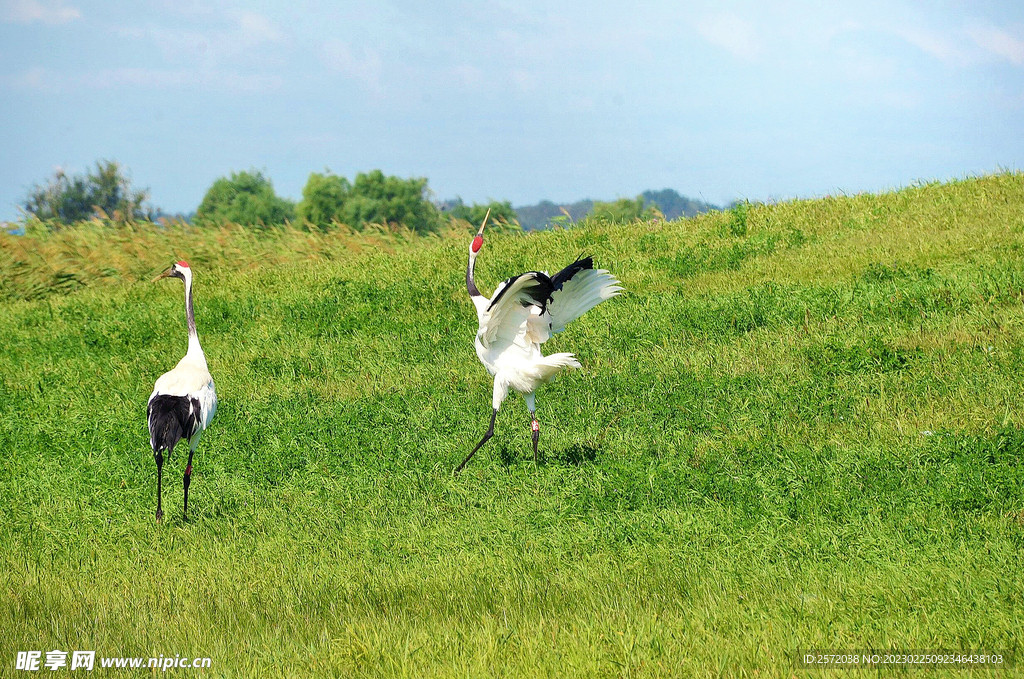 黑龙江扎龙湿地