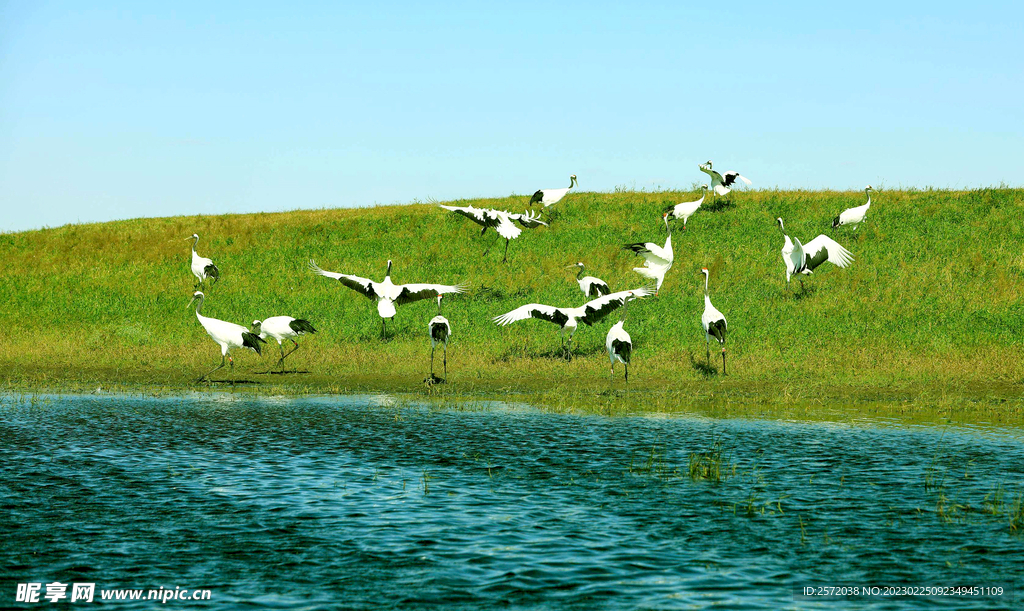 黑龙江扎龙湿地