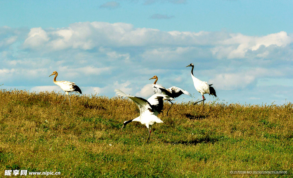 黑龙江扎龙湿地