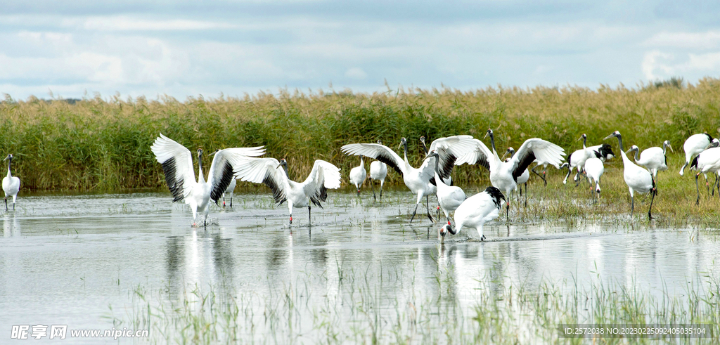 黑龙江扎龙湿地