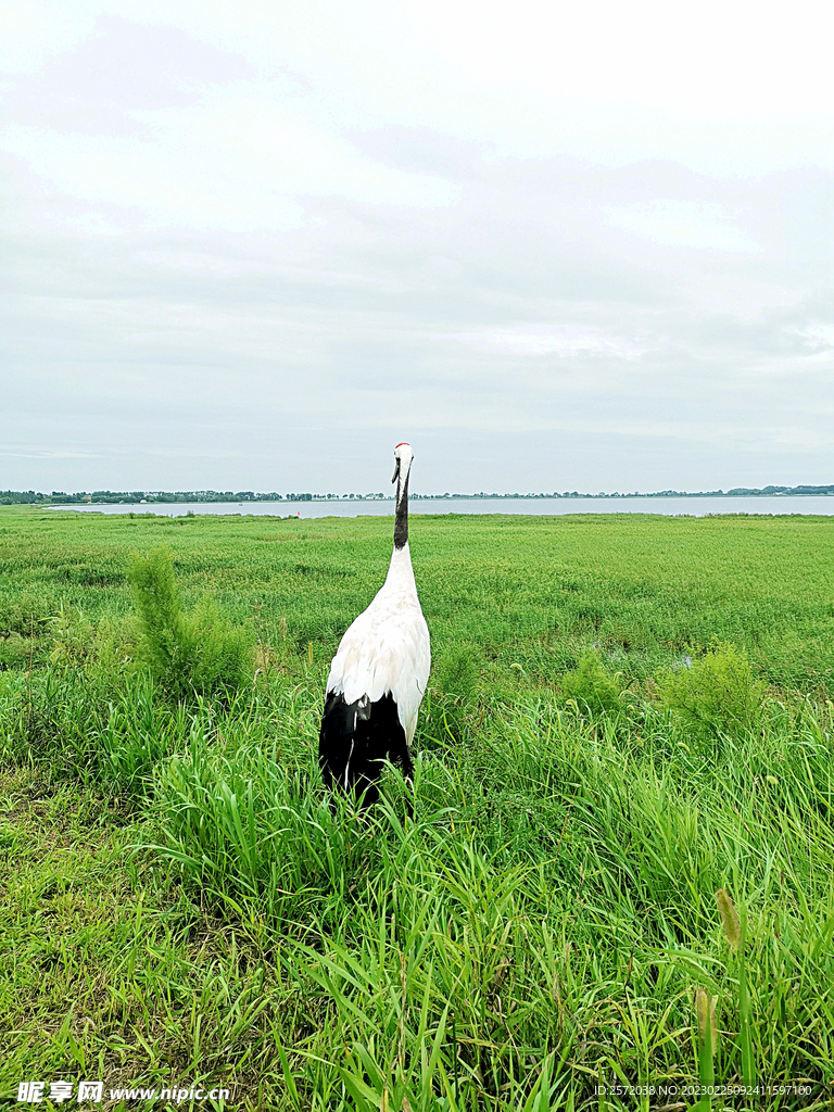 黑龙江扎龙湿地
