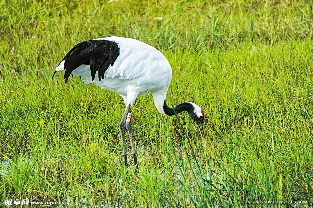 黑龙江扎龙湿地