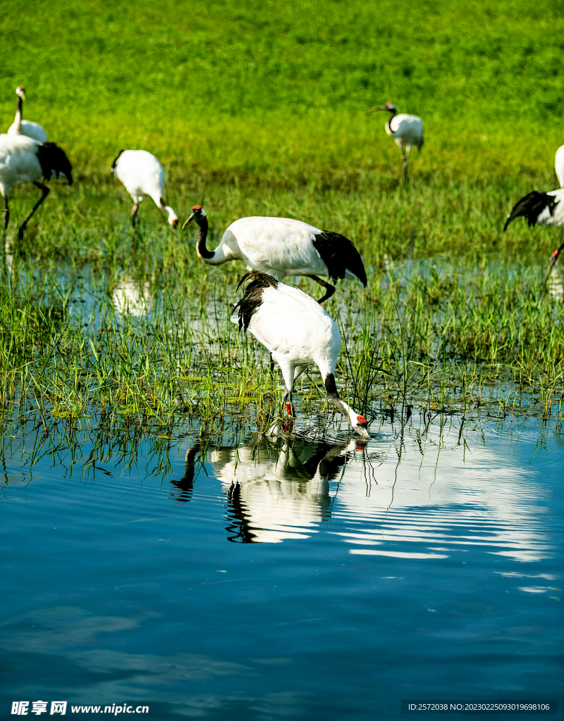 黑龙江扎龙湿地