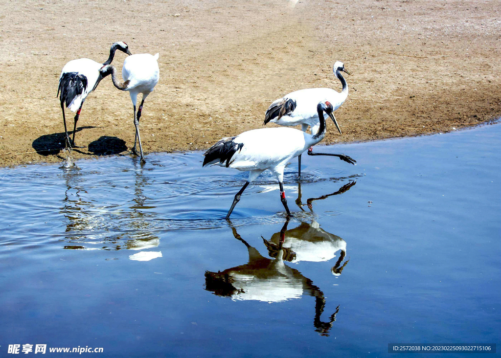 黑龙江扎龙湿地