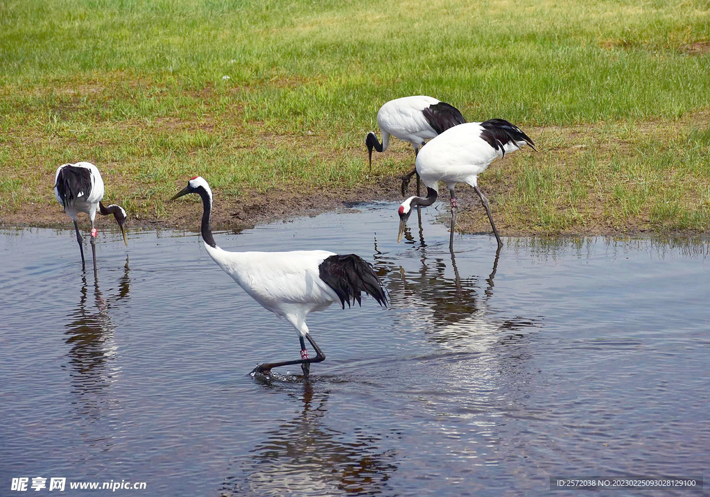 黑龙江扎龙湿地