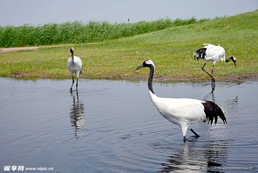 黑龙江扎龙湿地公园