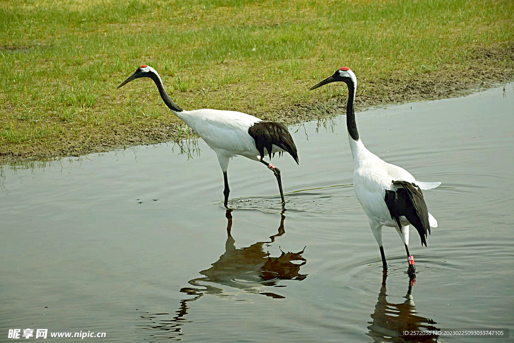 黑龙江扎龙湿地