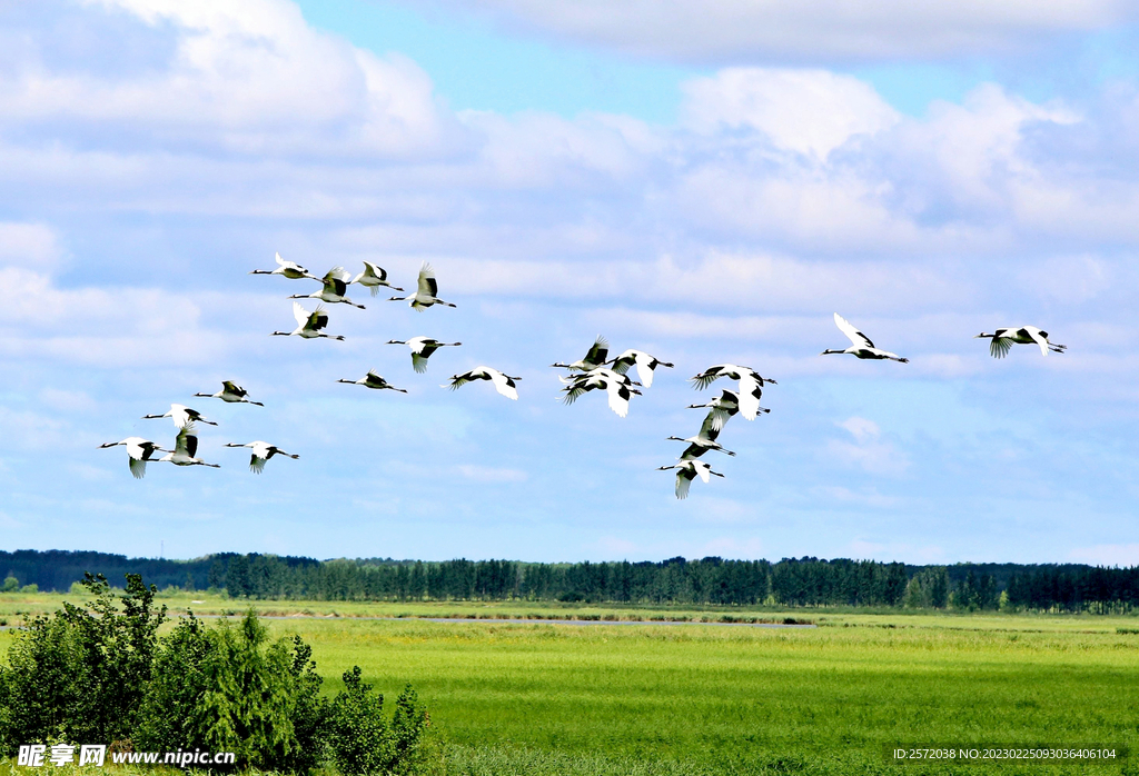 黑龙江扎龙湿地