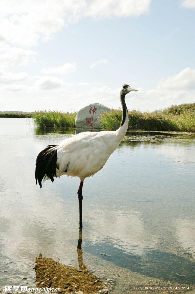 黑龙江扎龙湿地