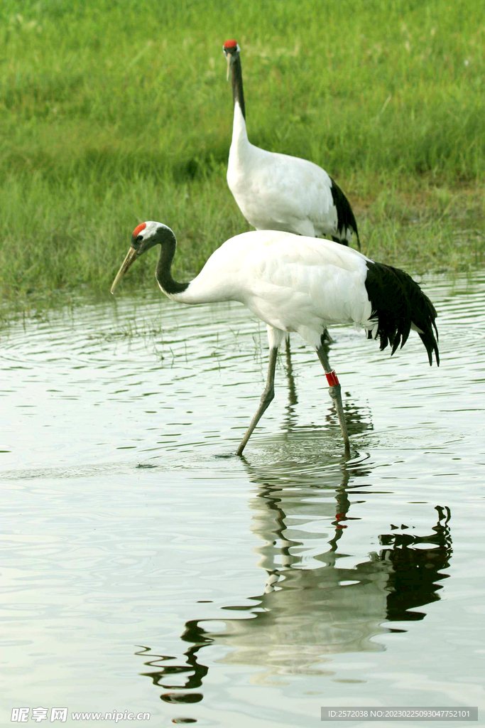 黑龙江扎龙湿地